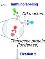 PrimeFlow<sup>TM</sup> Assay for Cell Type–Specific Co-detection of Transgene RNA and Protein in Mouse Spleens From Preclinical Studies