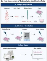 Ex Vivo Assessment of Extracellular Acidification Rate in Murine Intestinal Tissue
