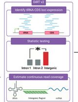 DiRT v2.0: An Optimized Pipeline for Detecting Dicistronic tRNA-mRNA Transcripts in Plants