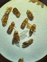 Simultaneous Transcriptomic Analysis of Both Host and Symbiont in Insect–Fungus Interactions