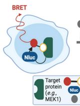 利用NanoBRET检测小鼠结直肠癌类器官中药物与靶标结合的实验方法