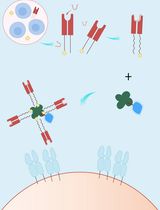 A Streamlined and Time-Saving Approach to Generate HLA-DR15 MHC Class II Tetramers via In Vivo Biotinylation