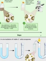 Separating <em>Chromera velia</em> Zoospores From Culture and Estimating Their Average Motility Speed and Lifespan