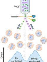 Isolation of Mononucleated and Binucleated Hepatocytes by Flow Cytometry