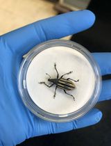 Optimized Field Collection and Gut Dissection Workflows for Microbiome Studies of the Citrus Root Weevil, <em>Diaprepes abbreviatus</em>