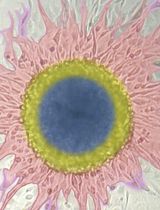 适用于二维和三维培养原核与真核细胞的通用刃天青活力检测方法
