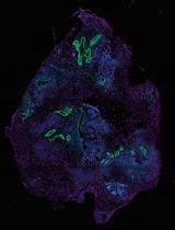 Histological Processing of Organoids for Immunostaining