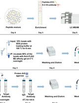 A Practical Experimental Protocol for Identification and Validation of UFMylation Substrate in Human Cells