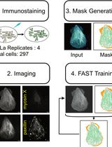 利用丝状肌动蛋白分割工具(FAST)定量分析肌动蛋白