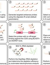 DepStep: An Efficient One-Step rRNA Depletion Workflow for RNA Sequencing in Non-model Organisms