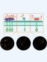 <em>direct</em> Stochastic Optical Reconstruction Microscopy to Determine the Oligomeric State of Proteins on the Plasma Membrane and Their Accessibility for Immunotherapeutic Antibodies