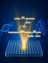 Coupled Enzyme Assay for Measuring Ornithine Decarboxylase Activity in Cell Lysates Using a Liquid-Stable CO<sub>2</sub> Detection Reagent