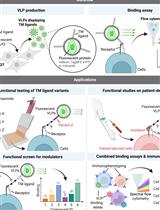 A Flow Cytometry–Based Assay to Quantify the Binding of Transmembrane Ligands to Their Cognate Receptors Using Fluorescent Virus-Like Particles