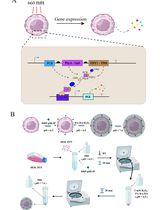 Light-Regulated Cancer Immunotherapy Using Individually Encapsulated Synthetic Circuit–Engineered Cells
