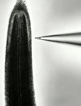 Measurement of Net NH<sub>4</sub><sup>+</sup> Fluxes Using the Non-invasive Micro-Test Technology (NMT) System in Rice