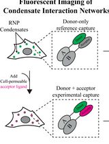 RNP凝聚体内FLIM-FRET信号的自动分割
