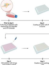 A Novel Plate Reader–Based Protocol for Measurement of DNAJB6 Dimerization Activity
