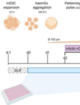 Generation of 3D Hemogenic Gastruloids From Mouse Embryonic Stem Cells