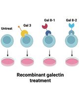 Protocol for In Vitro Activation of Jurkat E6-1 Cells Using Recombinant Human Galectin