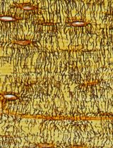 Visualizing the Osteocyte Lacuno-Canalicular System via a Rapid 10-Minute Silver Nitrate Staining Method
