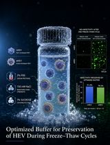 用于提高甲型肝炎病毒冻融稳定性的优化保存缓冲液