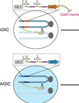 Clonal Analysis in Drosophila Tissues With an Enhanced MAGIC Transgenesis Method