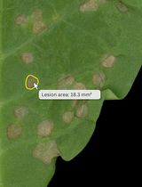 A Simple and Reproducible ImageJ Workflow for Measuring Areas of Irregularly Shaped Necrotic Lesions on Plant Leaves