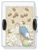 Immersive Social Interaction Assay (ISIA) for Studying Voluntary and Long-Term Social Behavior in Mice