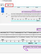 利用部分或完全重叠引物对实现快速高效的定点突变