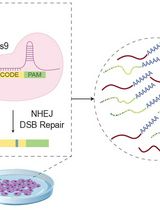 scDynaBar：单细胞时间分辨 CRISPR 条形码技术的实验与计算分析指南