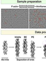 Cryo-EM Pipeline for Actin Filament End Structures