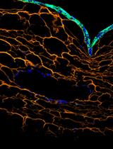 Stepwise Generation of Vascularized Multilayered 3D Organotypic Skin Models