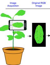 A MATLAB-Based Image Processing Protocol for Quantitative Differentiation of Diseased and Healthy Plant Tissue From Digital Leaf Images