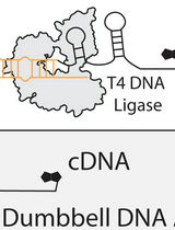 Massively Parallel In Vitro Functional Analysis of Evolution-Derived Transcriptional Riboswitch Sequences