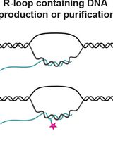 R-Loop Modification and Quantification by Dot Blot