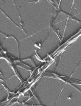 A Modified Slide-Embedded Scanning Electron Microscopy Preparation Method to Visualize Antagonistic Interactions Between Trichoderma viride and Fusarium sp.