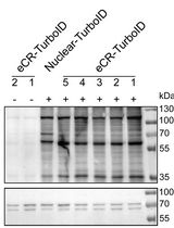 ChromID: A Protocol for Mapping Protein Chromatin Interactions in Living Cells