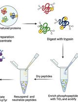Identifying D-Group Mitogen-Activated Protein Kinases as Substrates of <em>Arabidopsis</em> Tyrosine Phosphatase RLPH2 Using Phospho-Tyrosine Peptide Enrichment
