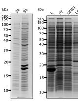 Purification of MNase for Use in Ribosomal Profiling of High-Salinity Extremophiles
