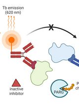 Homogeneous Time-Resolved Fluorescence-Based Assay to Screen ADP-Ribosyl Hydrolase Inhibitors