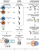 Proximity Labeling in Caenorhabditis elegans to detect Neuronal Proteins During Memory Formation