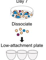Generation of Budoids: 3D Multilineage Limb Models From Mouse Embryonic Stem Cells