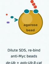 基于免疫复合物的体外去泛素化活性检测方法