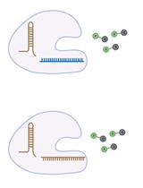 Update Notice: Amplification-Free Detection of Highly Structured RNA Molecules Using SCas12aV2