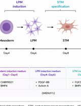 Efficient Generation of Fetal Hepatic Stellate Cells From hiPSC