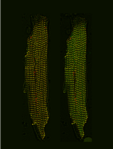 利用非 FRET 型 α-辅肌动蛋白和 α-连环蛋白张力指示器实时检测活细胞内相对张力的动态变化