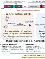 A NanoLuc-Based Protease Biosensor for Highly Sensitive Detection of Intracellular Protease Activity: Applications to Apoptosis and Coronavirus Infection