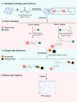 A SPAAC-Based Bioorthogonal Method for Verifying Protein Palmitoylation