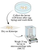 果蝇幼虫变态发育起始阶段20-羟基蜕皮激素的定量检测
