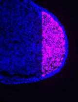 PIC-RNA-seq for Region-Specific Transcriptomic Analysis of Chicken Limb Bud Progenitors